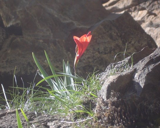 Gladiolus flanaganii, a thing of beauty